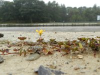 Oxalis corniculata 20, Gehoornde klaverzuring, Saxifraga-Rutger Barendse