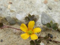 Oxalis corniculata 21, Gehoornde klaverzuring, Saxifraga-Rutger Barendse