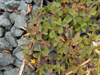 Oxalis corniculata 23, Gehoornde klaverzuring, Saxifraga-Rutger Barendse