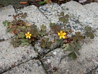 Oxalis corniculata 24, Gehoornde klaverzuring, Saxifraga-Ed Stikvoort