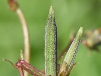 Oxalis corniculata 27, Gehoornde klaverzuring, Saxifraga-Sonja Bouwman