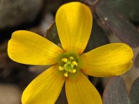 Oxalis corniculata 5, Gehoornde klaverzuring, Saxifraga-Ab H Baas