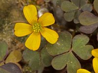 Oxalis corniculata 7, Gehoornde klaverzuring, Saxifraga-Ab H Baas