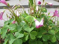 Oxalis debilis 3, Stippelklaverzuring, Saxifraga-Rutger Barendse