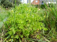 Oxalis debilis 4, Stippelklaverzuring, Saxifraga-Rutger Barendse