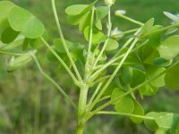 Oxalis debilis 5, Stippelklaverzuring, Saxifraga-Rutger Barendse