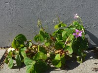 Oxalis debilis 7, Stippelklaverzuring, Saxifraga-Jelle van Dijk