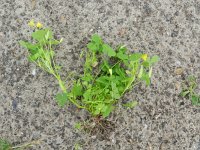 Oxalis dillenii 3, Knobbelklaverzuring, Saxifraga-Rutger Barendse