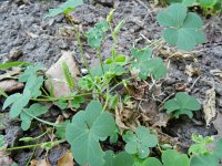 Oxalis dillenii 4, Knobbelklaverzuring, Saxifraga-Rutger Barendse