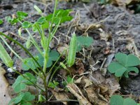 Oxalis dillenii 5, Knobbelklaverzuring, Saxifraga-Rutger Barendse