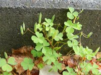 Oxalis dillenii 8, Knobbelklaverzuring, Saxifraga-Rutger Barendse