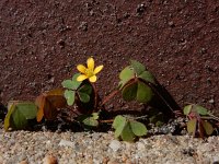 Oxalis exilis 3, Kleine klaverzuring, Saxifraga-Ed Stikvoort