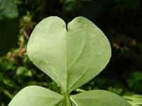 Oxalis latifolia 2, Brede klaverzuring, Saxifraga-Rutger Barendse