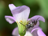 Oxalis latifolia 5, Brede klaverzuring, Saxifraga-Sonja Bouwman  Broadleaf wood-sorrel - Oxalis latifolia - Oxalidaceae familie