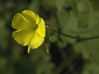 Oxalis pes-caprae 10, Saxifraga-Jan van der Straaten