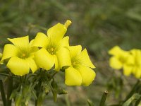 Oxalis pes-caprae 13, Saxifraga-Jan van der Straaten