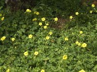 Oxalis pes-caprae 15, Saxifraga-Jan van der Straaten