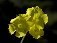 Oxalis pes-caprae 18, Saxifraga-Willem van Kruijsbergen