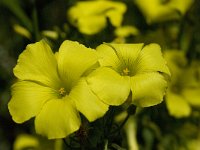 Oxalis pes-caprae 19, Saxifraga-Willem van Kruijsbergen