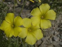 Oxalis pes-caprae 22, Saxifraga-Willem van Kruijsbergen