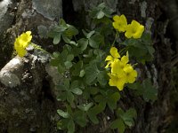 Oxalis pes-caprae 23, Saxifraga-Willem van Kruijsbergen