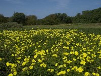 Oxalis pes-caprae 27, Saxifraga-Willem van Kruijsbergen