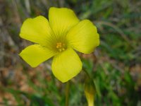 Oxalis pes-caprae 34, Saxifraga-Ed Stikvoort