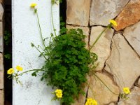 Oxalis pes-caprae 35, Saxifraga-Ed Stikvoort