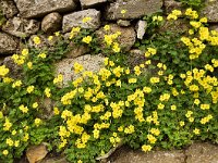 Oxalis pes-caprae 41, Saxifraga-Harry Jans