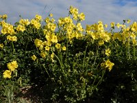 Oxalis pes-caprae 46, Saxifraga-Ed Stikvoort