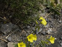 Oxalis pes-caprae 7, Saxifraga-Willem van Kruijsbergen