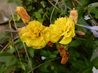 Oxalis pes-caprea forma pleniflora 39, Saxifraga-Ed Stikvoort