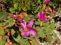 Oxalis purpurea 2, Bowie's klaverzuring, Saxifraga-Ed Stikvoort