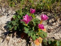 Oxalis purpurea 5, Bowie's klaverzuring, Saxifraga-Ed Stikvoort