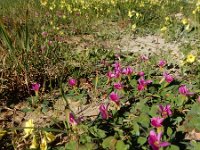 Oxalis purpurea 6, Bowie's klaverzuring, Saxifraga-Ed Stikvoort