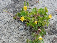 Oxalis stricta 3, Stijve klaverzuring, Saxifraga-Ed Stikvoort