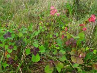 Oxalis tetraphylla 2, Saxifraga-Jelle van Dijk