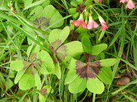 Oxalis tetraphylla 3, Saxifraga-Rutger Barendse