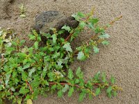 Oxybasis glauca 10, Zeegroene ganzenvoet, Saxifraga-Ed Stikvoort