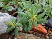 Oxybasis glauca 3, Zeegroene ganzenvoet, Saxifraga-Ed Stikvoort