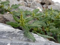 Oxybasis glauca 5, Zeegroene ganzenvoet, Saxifraga-Ed Stikvoort