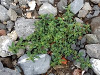 Oxybasis glauca 8, Zeegroene ganzenvoet, Saxifraga-Ed Stikvoort