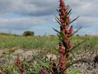 Oxybasis rubra 2, Rode ganzenvoet, Saxifraga-Ed Stikvoort