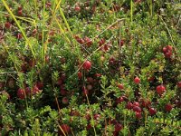 Oxycoccus macrocarpus 5, Grote veenbes, Saxifraga-Hans Boll