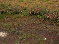 Oxycoccus macrocarpus 7, Grote veenbes, Saxifraga-Hans Boll