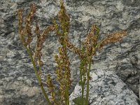 Oxyria digyna 2, Saxifraga-Willem van Kruijsbergen