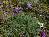 Oxytropis albana 12, Saxifraga-Ed Stikvoort