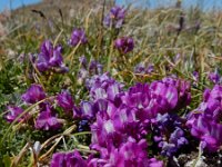 Oxytropis albana 13, Saxifraga-Ed Stikvoort