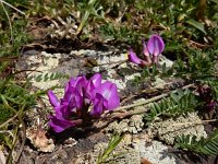 Oxytropis albana 14, Saxifraga-Ed Stikvoort