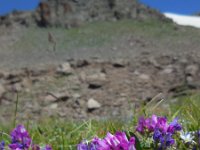 Oxytropis albana 2, Saxifraga-Ed Stikvoort